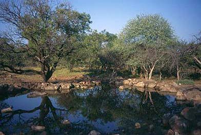 Waterhole. An incredible game ranch. A fully-fenced private game farm on the
Springbok Flats in the Northern Province of South Africa.  
This area is within two hours' drive from Johannesburg 
International Airport. The farm is located 45km north of 
Marble Hall, the nearest town where all necessary facilities 
are available.  With the extraordinary benefit of the farm 
housing three different types of vegetation, it is well-suited 
for game farming. Wildlife species on the property includes impala, kudu, eland, red hartebeest, blue wildebeest, 
zebra, waterbuck, ostrich, giraffe, gemsbok (oryx), 
blesbok and warthog. Smaller species such as duiker, 
steenbok, jackal, lynx, aardvark and aardwolf are also 
present. Over 120 bird species have been identified, including several breeding pairs of vulture. Luxury cottages in true bushveld
    surroundings, a central lapa, swimming pool, chalet, lookout towers at waterholes, boreholes, game fence, landing strip. Wildlife farm/ranch/reserve for sale